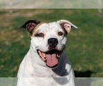 Small #12 Bullboxer Pit