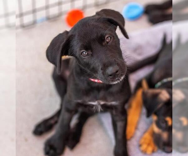 Medium Photo #1 Mutt Puppy For Sale in San Diego, CA, USA