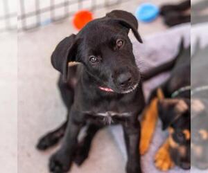 Mutt Dogs for adoption in San Diego, CA, USA