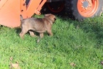 Small Photo #8 Cane Corso Puppy For Sale in BATTLE GROUND, WA, USA