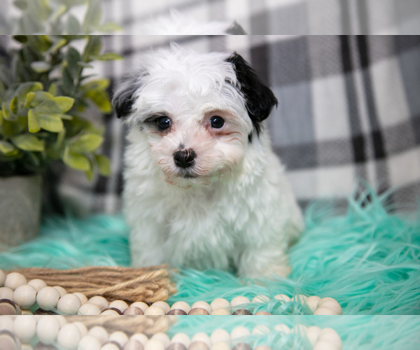 Medium Photo #3 Maltipoo Puppy For Sale in NAPPANEE, IN, USA