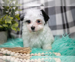 Small #2 Maltipoo