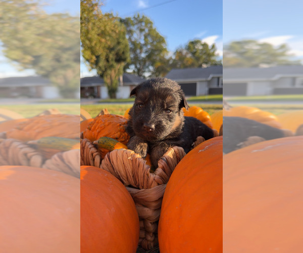 Medium Photo #1 German Shepherd Dog Puppy For Sale in MARSHALL, MO, USA