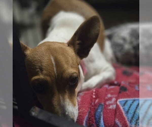 Medium Photo #1 Chiweenie Puppy For Sale in Claremore, OK, USA