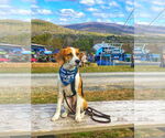 Small #25 Beagle Mix