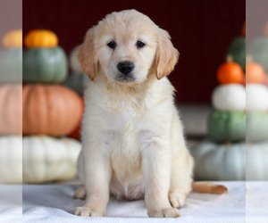 Golden Retriever Puppy for sale in MANHEIM, PA, USA