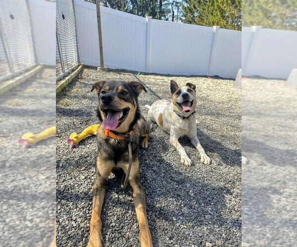 Medium Photo #5 Mutt Puppy For Sale in Rockaway, NJ, USA