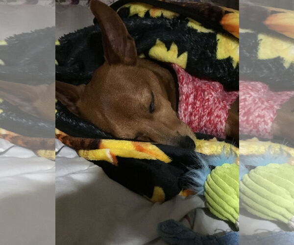 Medium Photo #7 Rat-Cha Puppy For Sale in Wakefield, RI, USA