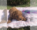 Small Photo #2 Cavapoo Puppy For Sale in HOLDEN, MO, USA