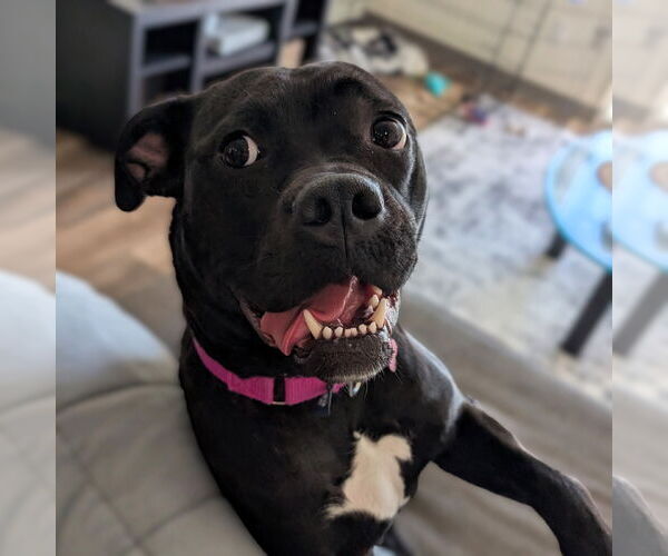 Medium Photo #1 American Pit Bull Terrier-Unknown Mix Puppy For Sale in Fargo, ND, USA