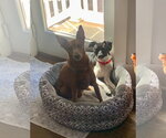 Small #4 Rat Terrier Mix