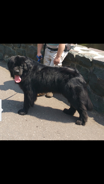 Medium Photo #1 Newfoundland Puppy For Sale in RUSH CITY, MN, USA