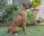Small #1 Boxer