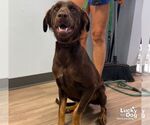 Small Colonial Cocker Spaniel Mix