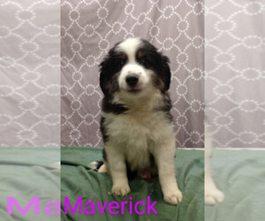 Miniature Australian Shepherd Puppy for sale in CAMPBELL, MN, USA