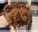 Image preview for Ad Listing. Nickname: Litter of 3
