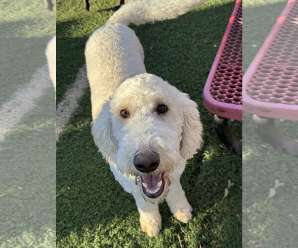 Medium Photo #2 Poodle (Standard) Puppy For Sale in Leavenworth, KS, USA