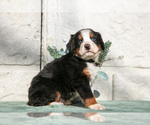 Small #1 Bernese Mountain Dog
