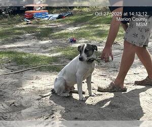 Catahoula Leopard Dog-Unknown Mix Dogs for adoption in Ocala, FL, USA