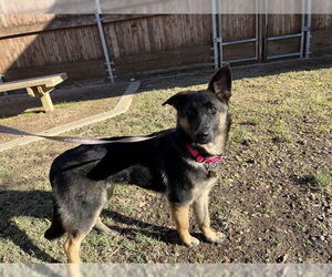 German Shepherd Dog-Unknown Mix Dogs for adoption in Plano, TX, USA