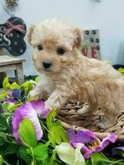 Poodle (Toy) Puppy for sale in FARMINGTON, MO, USA