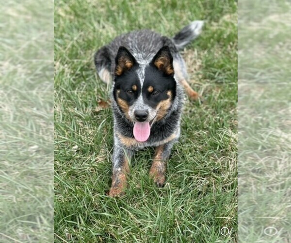 Medium Photo #1 Texas Heeler Puppy For Sale in CONGERVILLE, IL, USA
