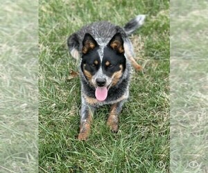 Mother of the Texas Heeler puppies born on 08/09/2026