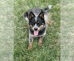 Small Photo #1 Texas Heeler Puppy For Sale in CONGERVILLE, IL, USA