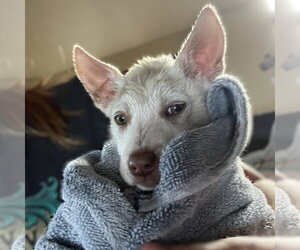 Rupee - Female Siberian Husky-Unknown Mix Dog for Adoption - Photo #4