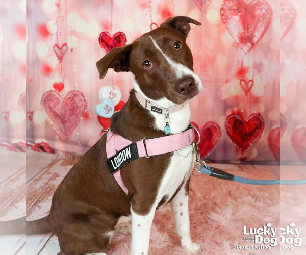 Medium Photo #4 Border Point Puppy For Sale in Washington, DC, USA