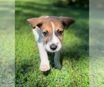 Small #32 American Pit Bull Terrier-Treeing Walker Coonhound Mix