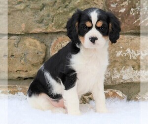 Cavachon Puppy for sale in FREDERICKSBG, OH, USA
