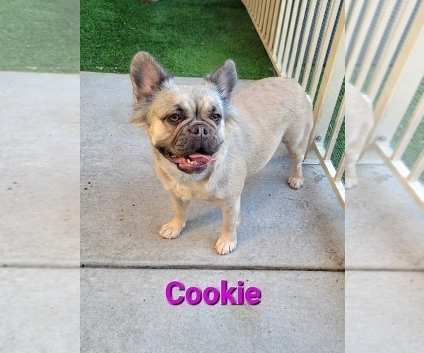 Medium Photo #1 French Bulldog Puppy For Sale in LAS VEGAS, NV, USA