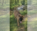 Small #1 Mastiff