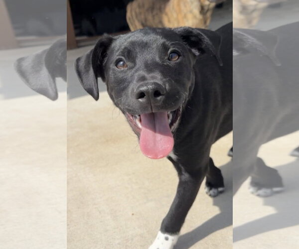 Medium Photo #2 Boston Terrier-Labrador Retriever Mix Puppy For Sale in Green Forest, AR, USA