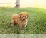 Small #3 Goldendoodle-Poodle (Miniature) Mix