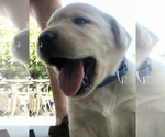 Puppy YM blue Labrador Retriever