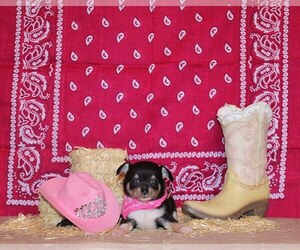 Medium Chihuahua