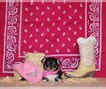 Puppy Zafira Chihuahua