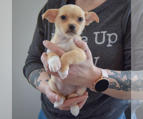 Medium Photo #3 Chihuahua Puppy For Sale in Huntley, IL, USA