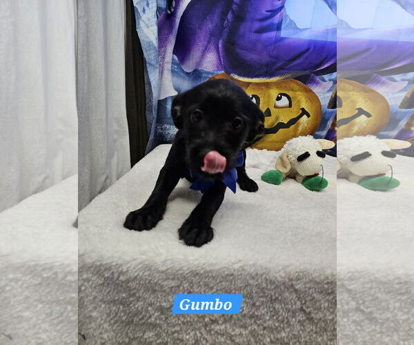 Medium Photo #2 Jack Russell Terrier-Unknown Mix Puppy For Sale in Metairie, LA, USA