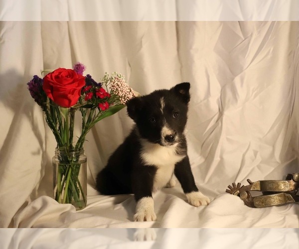Medium Photo #1 Border Collie Puppy For Sale in NUNN, CO, USA
