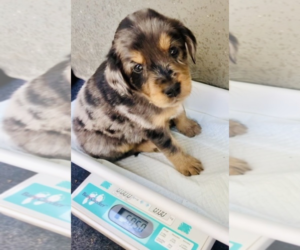 Medium Photo #22 Border Collie-Golden Retriever Mix Puppy For Sale in OVERLAND PARK, KS, USA