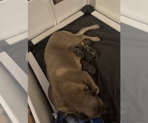 Cane Corso Litter for sale in PALOS HEIGHTS, IL, USA