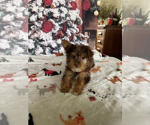 Yorkshire Terrier Puppy for sale in LANCASTER, PA, USA