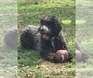 Mother of the Sheepadoodle puppies born on 05/10/2019