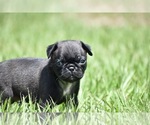 Small #8 Pug