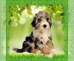 Puppy Mini Tina Bernedoodle (Miniature)