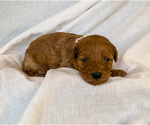 Small Photo #1 Goldendoodle-Poodle (Toy) Mix Puppy For Sale in LOGAN, UT, USA