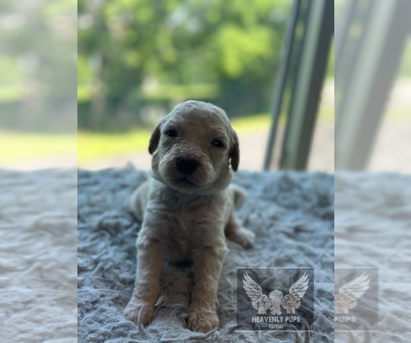 Medium Photo #9 Goldendoodle Puppy For Sale in DULUTH, MN, USA